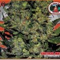 Critical Mass Automatic (Big Buddha Seeds)