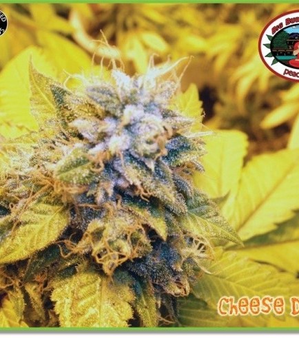 Cheese Dawg (Big Buddha Seeds)