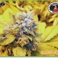 Cheese Dawg (Big Buddha Seeds)