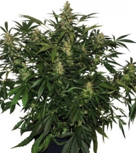 Deimos (Buddha Seeds)