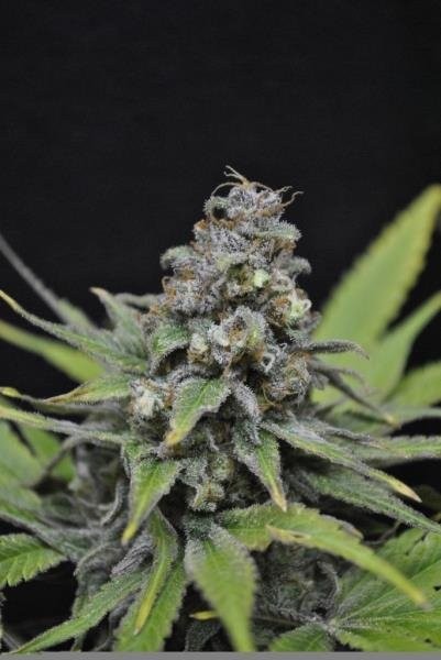 Critical Mass Cbd Member Login Critical Mass Cbd Member Login