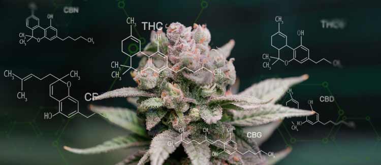 I 10 Cannabinoidi Pi Importanti Della Cannabis CannaConnection