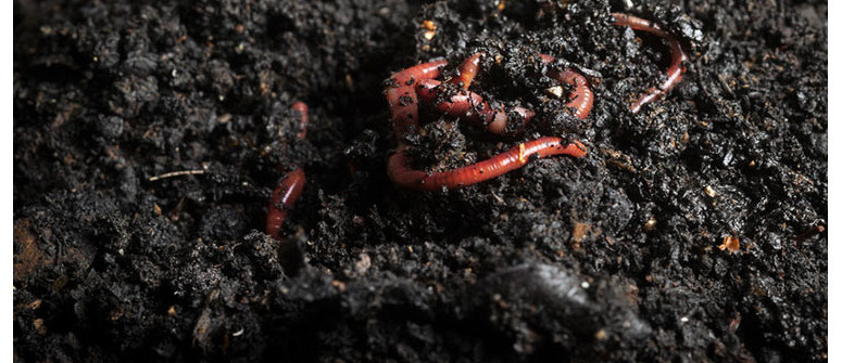 Usare Il Vermicompost Nel Terreno Per Coltivare Cannabis