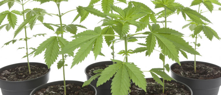Tutto Quello che Devi Sapere su Fenotipi e Genotipi di Cannabis Tutto Quello che Devi Sapere su Fenotipi e Genotipi di Cannabis