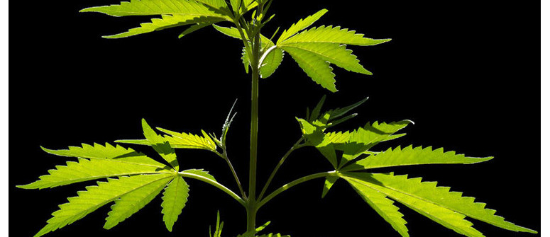 Cosa Sono I Nodi E Gli Internodi Della Pianta Di Cannabis? Cosa Sono I Nodi E Gli Internodi Della Pianta Di Cannabis?