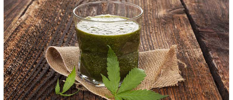I benefici per la salute del succo grezzo di cannabis