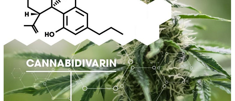 Che cosa è la cannabidivarina (CBDV)?