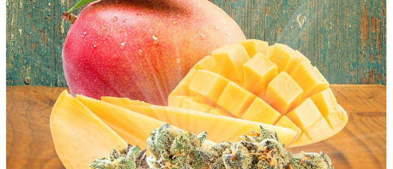 Volete Aumentare gli Effetti della Ganja? Mangiate un Mango