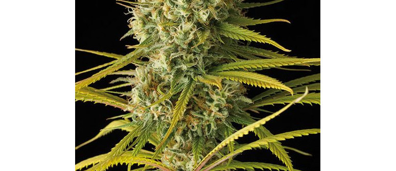 La differenza tra Amnesia e Amnesia Haze La differenza tra Amnesia e Amnesia Haze