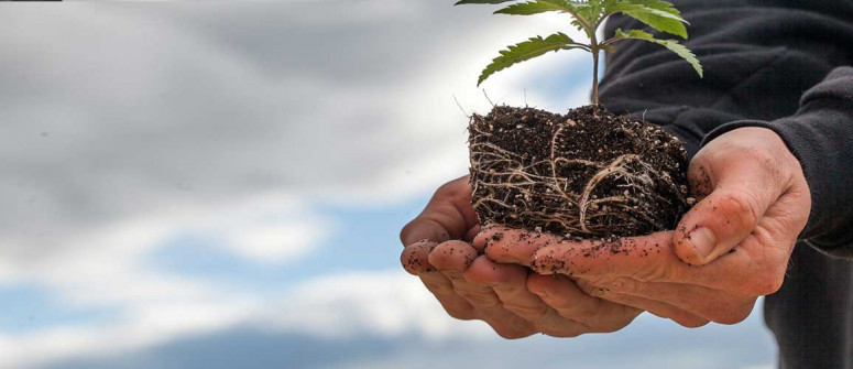Come e quando trapiantare le piante di cannabis Come e quando trapiantare le piante di cannabis