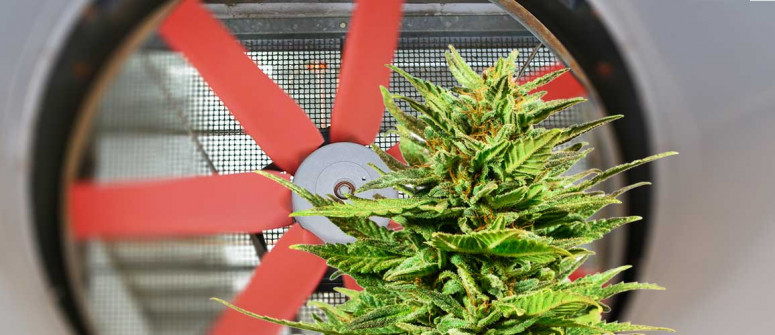 Fornire alle piante di cannabis sufficiente aria fresca Fornire alle piante di cannabis sufficiente aria fresca