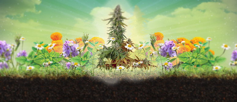 La consociazione di piante e i suoi benefici per la cannabis La consociazione di piante e i suoi benefici per la cannabis