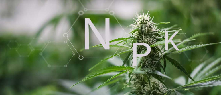 Il significato di N-P-K nella coltura della cannabis