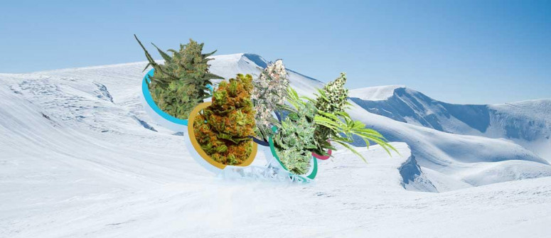 5 Varietà di Cannabis da Abbinare a 5 Sport Olimpici