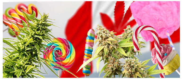 10 Varietà di Cannabis che Potrebbero Essere Vietate in Canada