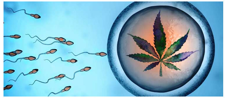 In Che Modo la Cannabis Incide sulla Fertilità Maschile e Femminile?