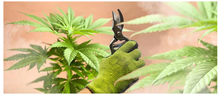 La Cimatura sulle Piante di Cannabis Autofiorenti è Davvero Dannosa? La Cimatura sulle Piante di Cannabis Autofiorenti è Davvero Dannosa?