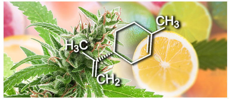 Profilo Terpenico: Limonene