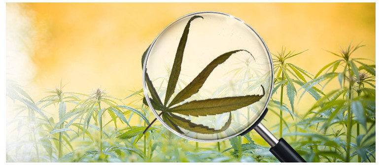 Cos'è una bruciatura da vento e come Prevenirla nelle colture di cannabis Cos'è una bruciatura da vento e come Prevenirla nelle colture di cannabis