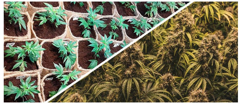 Ottieni Rese di Cannabis più Alte con il Sea of Green (SOG)