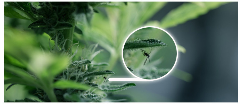 Moscerini neri che volano intorno e sulle piante di cannabis. Cosa fare?