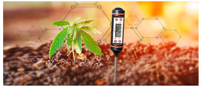 Quanto conta davvero il valore del pH quando si coltiva la Cannabis all'aperto?