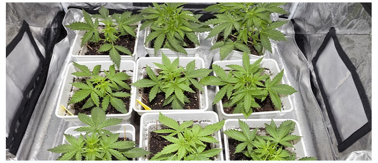 Quanta marijuana potete coltivare indoor in 1m²?