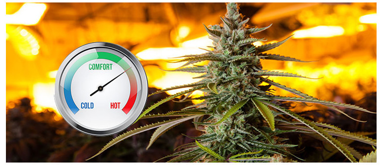 La temperatura ideale per coltivare cannabis