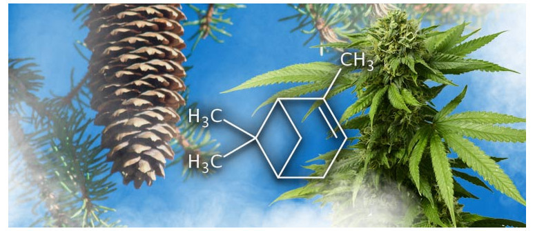 Profilo Terpenico: Pinene