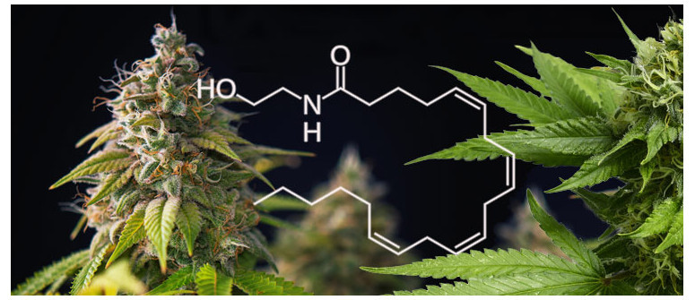 Che Cos'è l'Anandamide E Come Aiuta I Consumatori Di Marijuana?