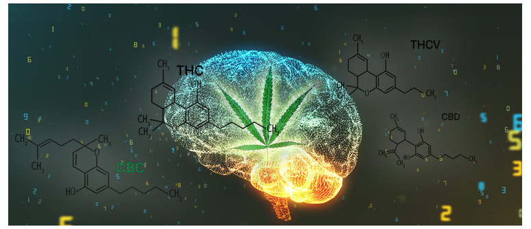 Cos'è la Carenza Clinica di Endocannabinoidi?