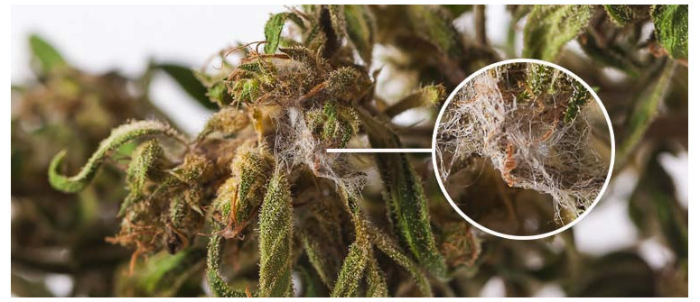 Marijuana Ammuffita: Come Identificarla, Evitarla e Trattarla