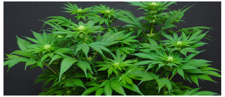 Come creare una varietà di cannabis autofiorente