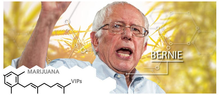 VIP della cannabis: Bernie Sanders