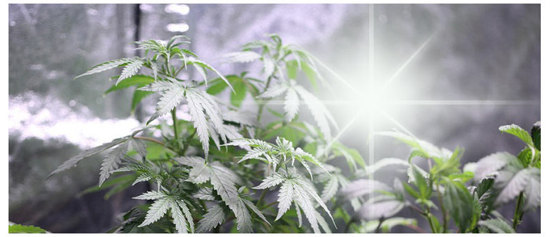 I 3 Migliori Materiali Riflettenti per le Pareti della Tua Grow Room di Marijuana