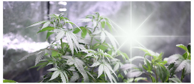 I 3 Migliori Materiali Riflettenti per le Pareti della Tua Grow Room di Marijuana I 3 Migliori Materiali Riflettenti per le Pareti della Tua Grow Room di Marijuana