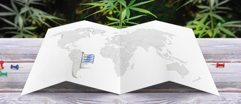 Stato legale della cannabis in Uruguay 