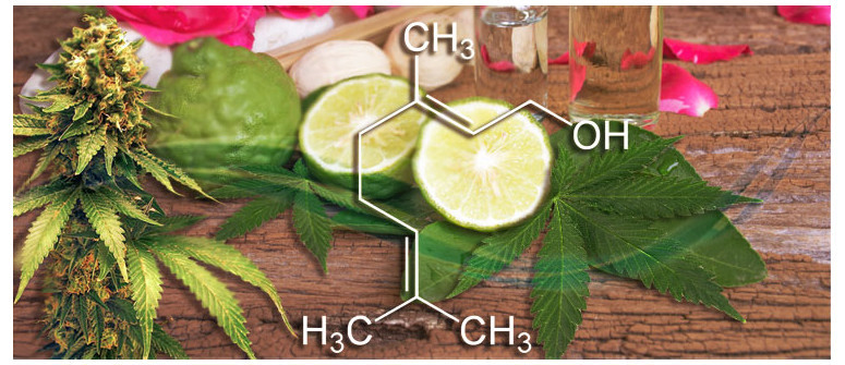 Profilo Terpenico: Geraniolo