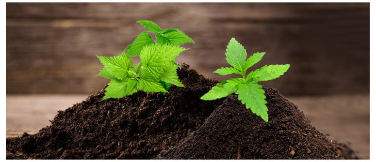 I diversi benefici dell’ortica nel tuo giardino di cannabis I diversi benefici dell’ortica nel tuo giardino di cannabis