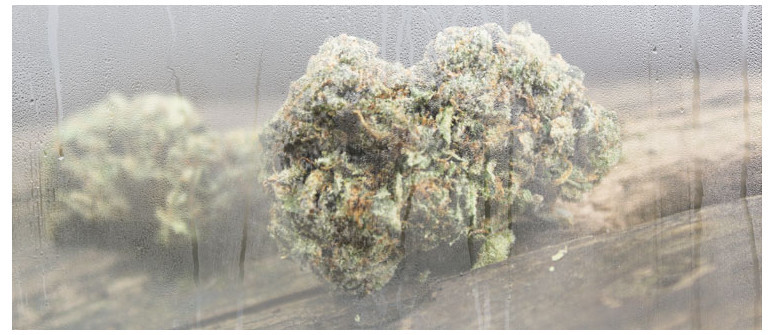 Come recuperare la ganja che è diventata umida Come recuperare la ganja che è diventata umida