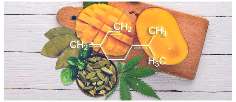 Profilo Terpenico: Mircene