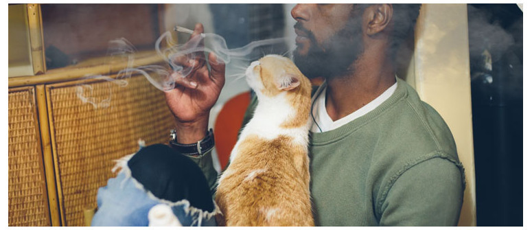 Animali E Fumo Passivo: Fumare Ganja Vicino Agli Animali È Sicuro? Animali E Fumo Passivo: Fumare Ganja Vicino Agli Animali È Sicuro?