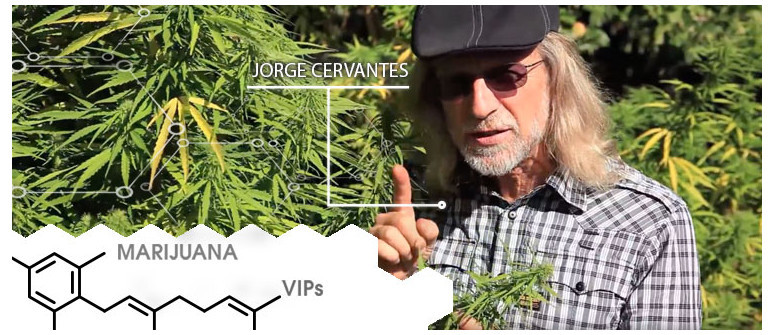VIP della cannabis: Jorge Cervantes 
