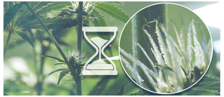 Da quando si iniziano a contare i giorni di fioritura della cannabis