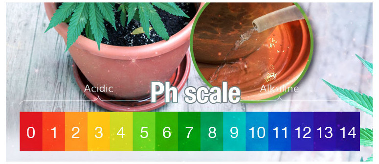 Il miglior pH per le piante di cannabis