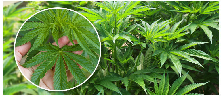 Il Periodo Vegetativo Delle Piante Di Cannabis