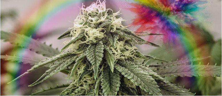 Zkittlez: recensione varietà di cannabis