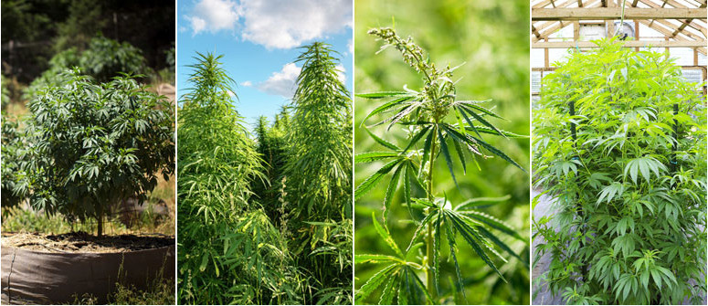 Le Differenze Tra Piante Di Cannabis Sativa, Indica, Ruderalis e Ibride
