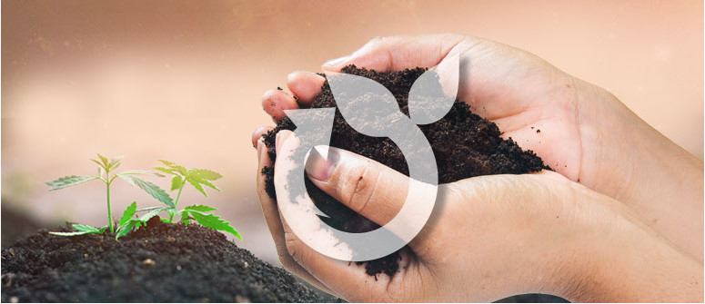 Posso riutilizzare un terreno già usato in altre colture di cannabis?