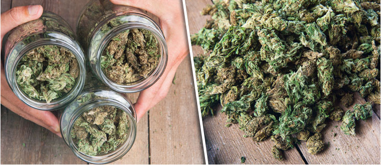 È Davvero Possibile Ottenere le Alte Rese Riportate Sulle Confezioni di Semi di Cannabis? È Davvero Possibile Ottenere le Alte Rese Riportate Sulle Confezioni di Semi di Cannabis?